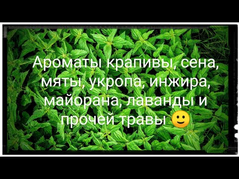 Видео: Необычные травяные ароматы 🌿🍃🍀