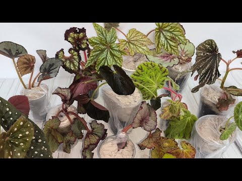 Видео: Еще одна посылочка с бегошками😎 #бегония #распаковка #посылка