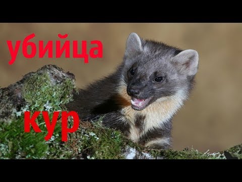 Видео: КУНИЦА В КУРЯТНИКЕ/КАК ИЗБАВИТЬСЯ ОТ КУНИЦЫ,ХОРЬКА В КУРЯТНИКЕ