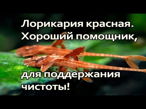 Видео: Вся информация о содержании лорикарии красной.