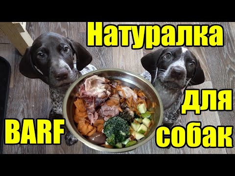 Видео: Натуральное питание собак охотничьих пород. Курцхаар.
