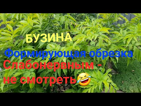 Видео: Формирующая обрезка Бузины. Особенности. Слабонервным- не смотреть🤣#обрезкадеревьев 