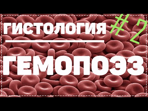 Видео: Гемопоэз 2 часть / КАК ОБРАЗУЕТСЯ КРОВЬ / Гистология