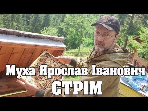 Видео: Муха Ярослав. Прикарпатськи екотип бджіл. Стрім