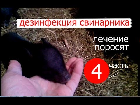 Видео: Вьетнамские свиньи.  Дезинфекция свинарника.  Лечение поросят.
