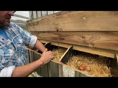 Видео: Конструкция скворечника — лучший дизайн курятника в Австралии.