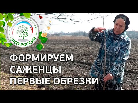 Видео: Как весной формировать саженцы в первый и второй год после посадки. Обрезка и формировка саженцев.