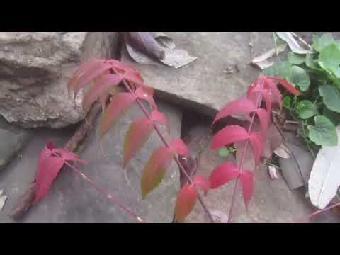 Видео: Чтоб не улетели...