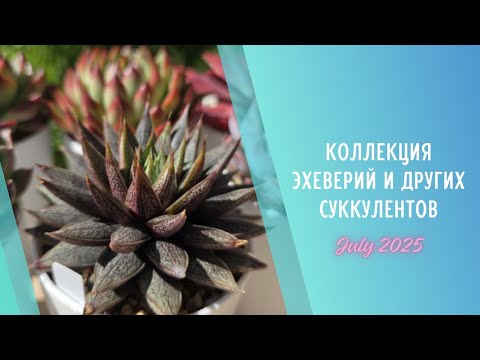 Видео: Моя коллекция растений 🌱Эхеверии и другие суккуленты ▪️ Июль 2025