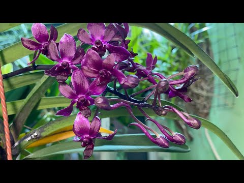 Видео: Обзор моей коллекции. Цветение вандахостилиса  Pinky. Растения на стеллаже.