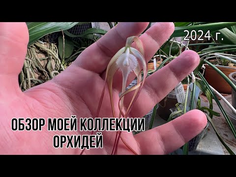 Видео: Обзор коллекции орхидей 2024|| Новинки и первое цветение орхидей || Что-то зацвело на стеллажах 😻