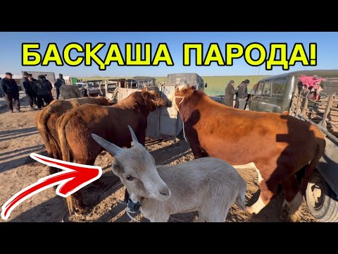 Видео: ЕШКИ 7 МЛНҒА ШЫҚТЫ!  ШЫМБАЙ МАЛ БАЗАРЫ 9-НОЯБР 2025 БАХАЛАРЫ ӨЗГЕРДИ! СКОТНЫЙ РЫНОК
