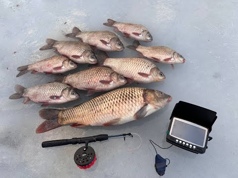 Видео: КРУПНИЙ зимовий КАРАСЬ та САЗАН. Таких карасів в зимку я ще не ловив!!