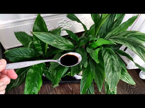 Видео: ВНЕСИ в СПАТИФИЛЛУМ и даже чахлый цветок вмиг оживет, позеленеет и зацветет