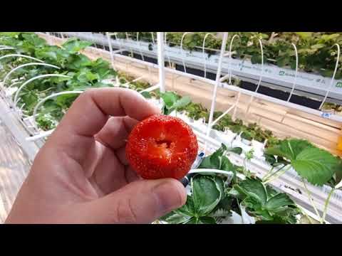 Видео: КЛЕРИ \ СЕНСАЦИЯ \ ФУРОР - СОРТА КЛУБНИКИ В МОЕЙ ЛАБОРАТОРИИ