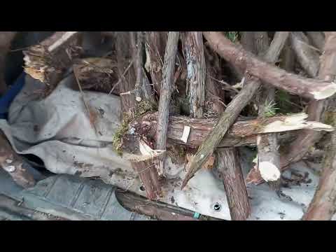 Видео: Заготовка стволов можжевельника с вырубленной делянки.