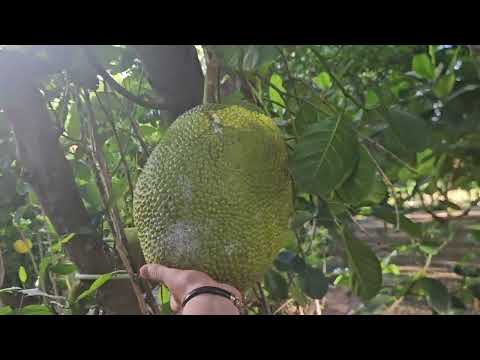 Видео: Овощной сад в сердце Паттайи Таиланд! 