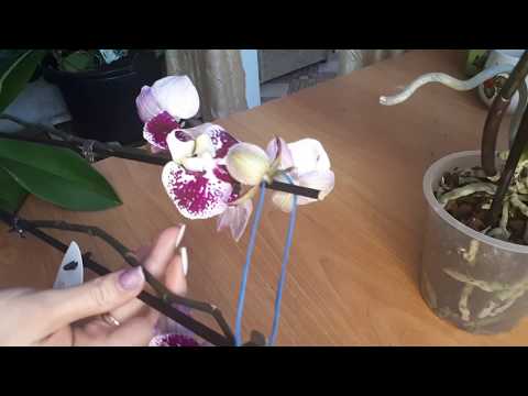Видео: РЕАНИМАЦИЯ ОРХИДЕЙ, орхидея без корней, как посадить.