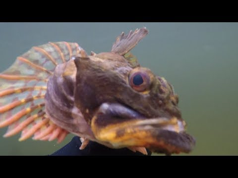 Видео: Удачная подводная охота в заливе / A good spearfishing in the Gulf