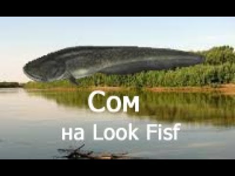 Видео: РР3.99 - заработок и прокачка на Урале - Сом на Look Fish