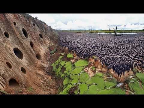 Видео: США Выпустили Тысячи Грызунов в Болота без Бобров, Спустя Года Все Были в Шоке