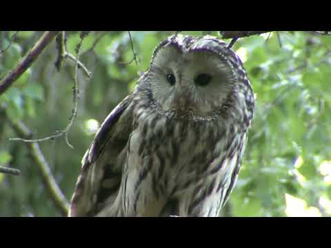 Видео: Совы, 13 видов сов в одном видео и примеры их голосов