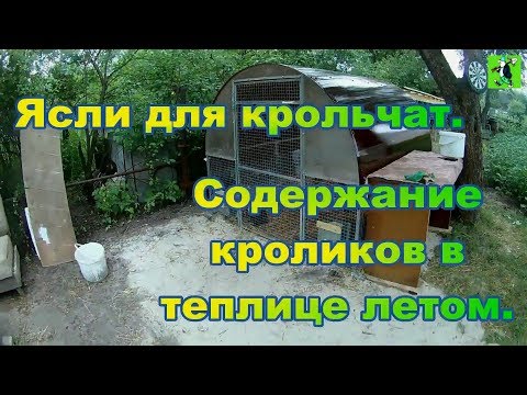 Видео: Ясли для крольчат. Содержание кроликов в теплице летом.