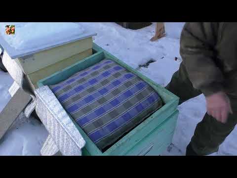 Видео: 🥶Начало зимовки. Как сидят семьи?👀