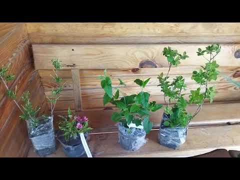 Видео: Нові рослини від інтернет-магазину Тетянин сад.