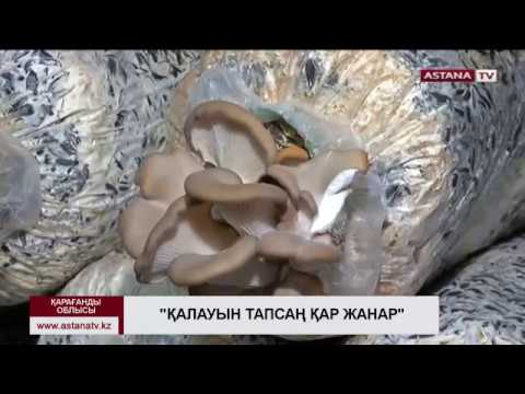 Видео: Қарағандылық кәсіпкер шемішкенің қабығына саңырауқұлақ өсіріп отыр