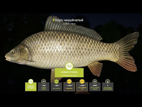 Видео: ПОЛУЧИЛ 50 УРОВЕНЬ, ОБЗОР СУПЕР ТОЧЕК НА УСАЧА, ЩУКУ НА ОСТРОГЕ ШЕМАЯ НА ДОНЦЕ В РУССКОЙ РЫБАЛКЕ 4