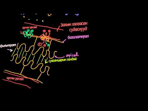 Видео: Нефроны хоёрдогч идэвхитэй зөөвөрлөлт