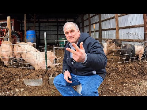 Видео: Почему малые фермы терпят неудачу