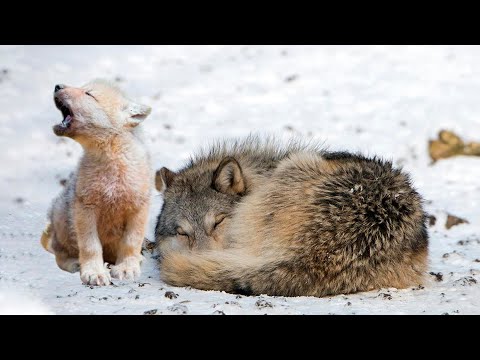 Видео: Волчонок рыдал навзрыд у тела любимой мамы. Он был никому не нужен, но появился он