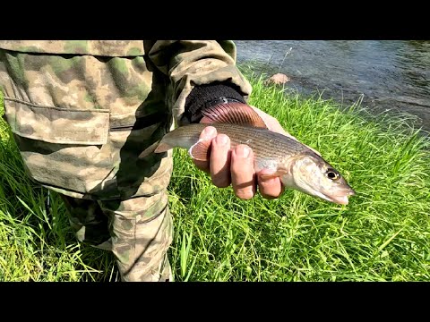 Видео: Сплав по рекам Кема и Унжа.  Окончание.
