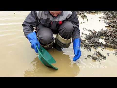 Видео: золото Удерея