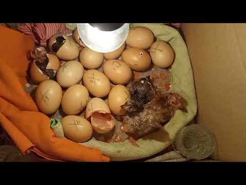 Видео: конец инкубации Результата такого я точно не ожидала