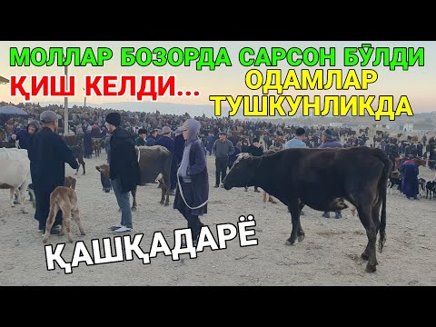 Видео: ҚИШ КЕЛДИ. МОЛ БОҚИШ ҚИЙИНДЛАШДИ. ЧИРОҚЧИ МОЛ БОЗОРИ. СИГИР НАРХЛАРИ. 13-НОЯБР 2025-ЙИЛ ҚАШҚАДАРЁ 