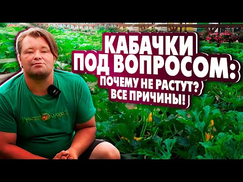 Видео: КАБАЧКИ ПОД ВОПРОСОМ: Почему не растут? Все причины в одном видео!