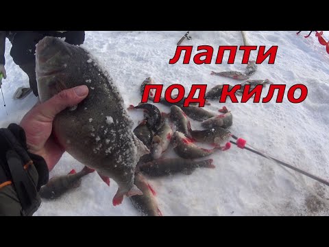 Видео: Огромные окуни на мормышку. Под нами море окуня, съёмки подо льдом.