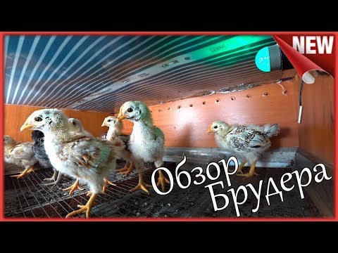 Видео: Брудер для цыплят. Подробно о всех Нюансах!!! Размер, обогрев и терморегулятор W 1209 для брудера.