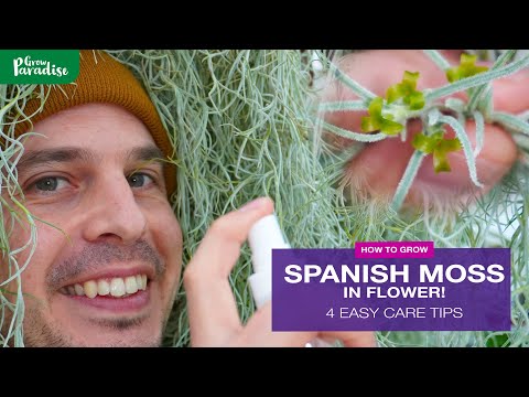 Видео: Цветущий испанский мох | 5 советов по выращиванию испанского мха (Tillandsia usneoides)