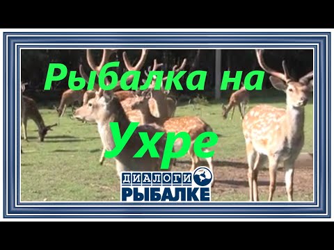 Видео: Диалоги о рыбалке -  077 / Ухра