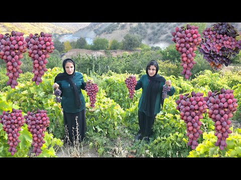 Видео: Путешествие с девушками-кочевницами в самое сердце природы: секрет сбора дикого винограда 🍇🍇🏝