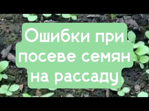 Видео: Ошибки при посеве семян на рассаду.