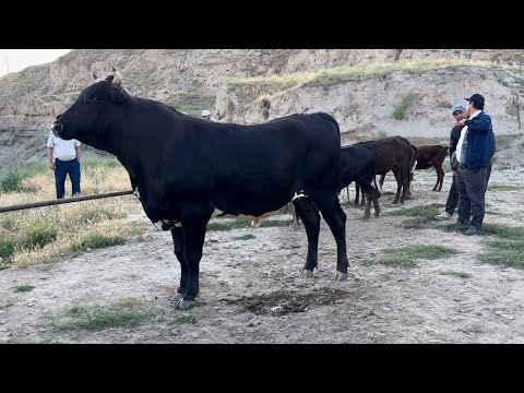 Видео: Дар Шанбебозор ин ходиса якумбор рух медихад,  2 июня 2024 г.