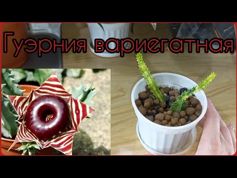 Видео: ГУЭРНИЯ вариегатная🌵Адаптация АЗИАТСКОГО растения🌸Не всё прошло гладко🌸Уход🌵Содержание🌵Грунт🌸Полив