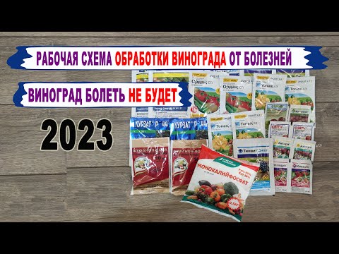 Видео: 🍇 Эта СХЕМА ОБРАБОТКИ ВИНОГРАДА от болезней СПАСЕТ Ваш виноград. Фото основных болезней. 2023 год.