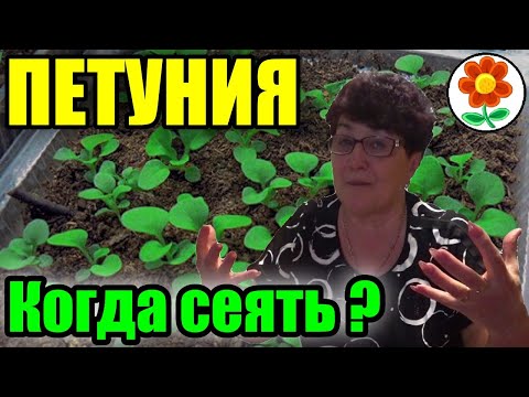 Видео: Правильные сроки посева петунии. Ампельной, кустовой и махровой.
