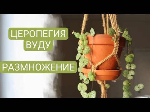 Видео: ЦВЕТОЧНЫЙ ВЛОГ: церопегия вуду, размножение и мой уход